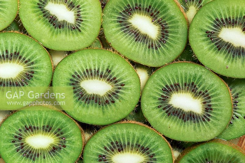 Kiwi slices - Actinidia deliciosa