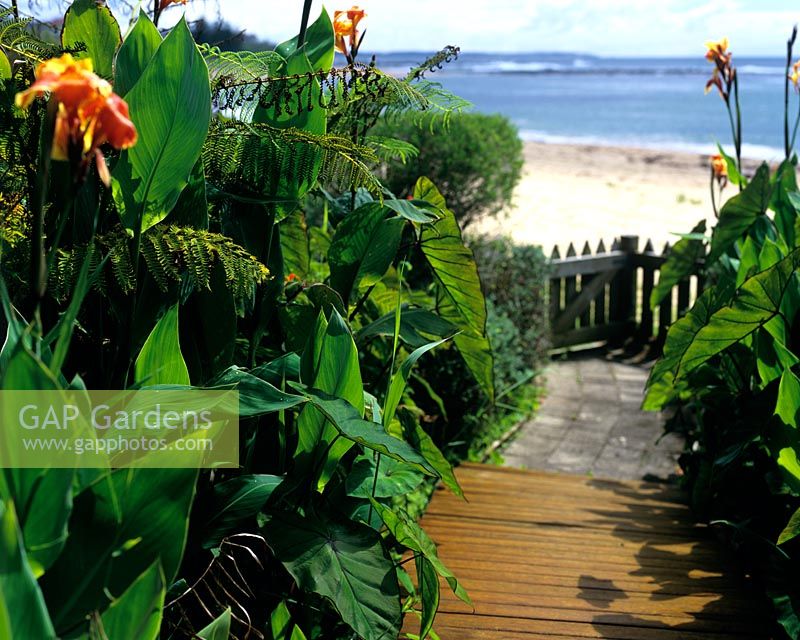 Path to beach with Cannas and ferns