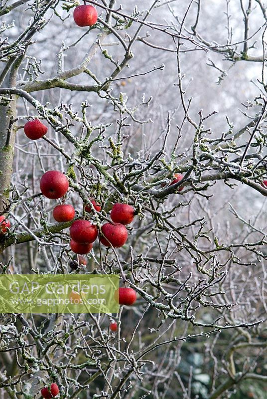 Malus 'Discovery' - Red apples in winter with frost