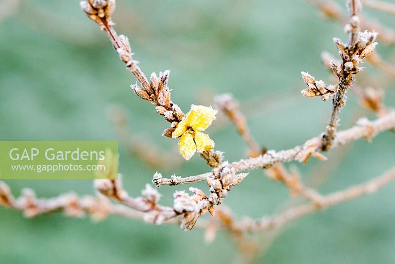 Forsythia flowering early with frost