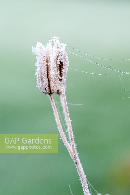 Aqilegia seed head with hoar frost and spiders web in December