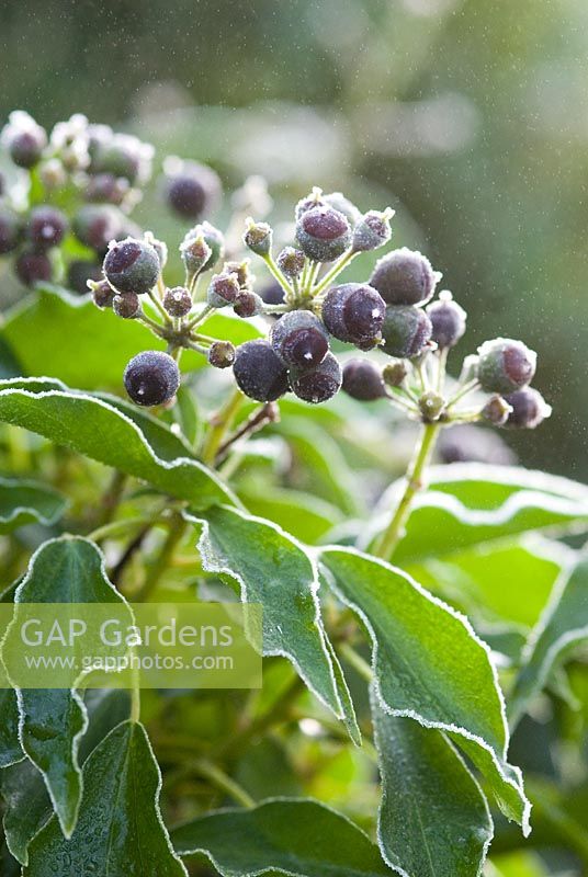 Hedera helix - Common Ivy, black fruit with frost, good source of food for birds in the winter 