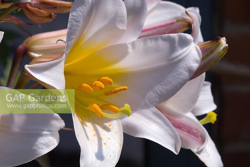 Lilium regale - Regal Lily showing stamen, anthers and pollen, flowering in early July
 