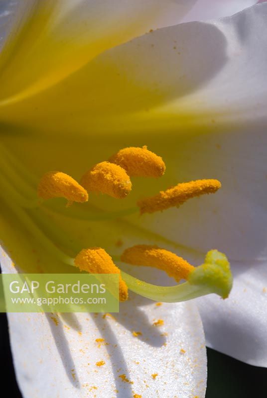 Lilium regale - Regal Lily showing stamen, anthers and pollen, flowering in early July
 