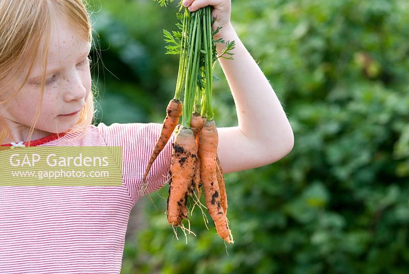 Girl with freshly harvested organic carrots - Autumn King 2 variety, in an organic vegetable garden