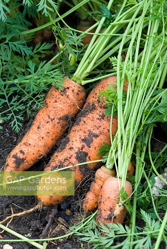 Harvesting organic carrots - Variety Autumn King 2, in an organic vegetable garden