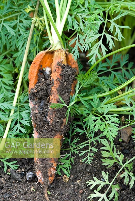 Carrot splitting, caused by periods of dryness followed by improved moisture and rapid growth