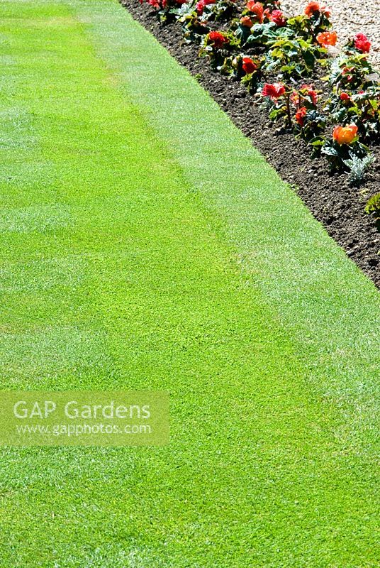 Mown stripes in lawn with Begonias in a bed along the edge