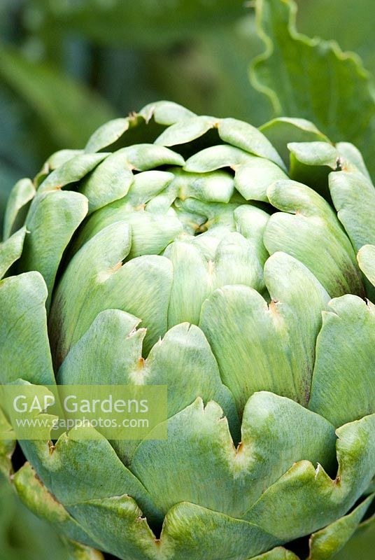 Cynara - Globe Artichoke in an organic vegetable garden