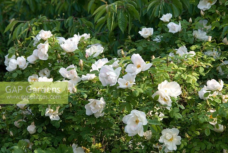Rosa 'Nevada' - Arching shrub rose with semi-double scented flowers
