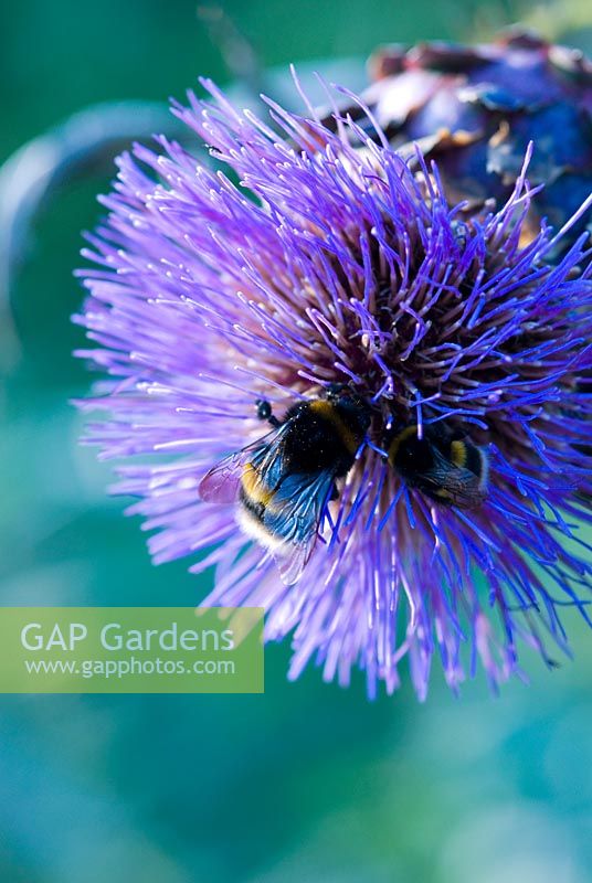 Cynara cardunculus - Cardoon with bees on the flower head