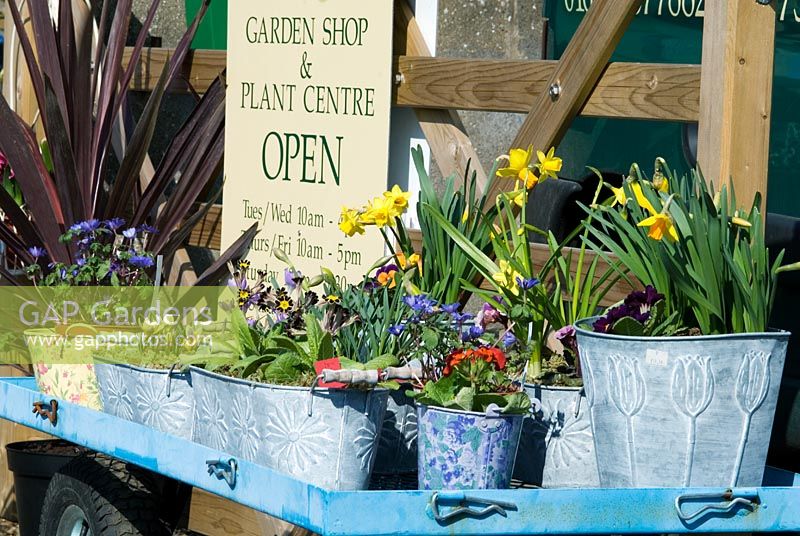 Garden shop with spring flowers and bulbs in pots on a tolley, March - Peapod Garden Shop and Plant Centre, La Hogue Farm, Chippenham, Newmarket