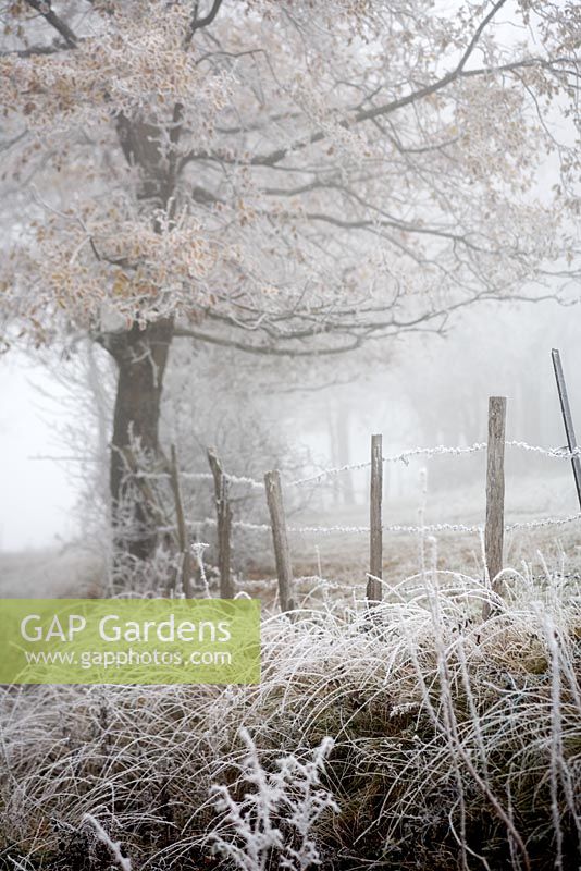 Quercus robur - Oak tree and fence in thick fog and covered in hoare frost