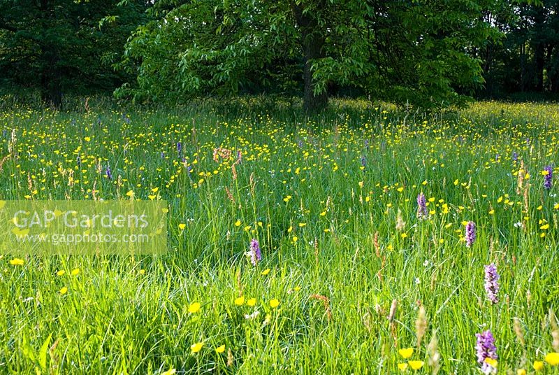Dactylorchis praetermiss - Southern Marsh Orchid, and Ladys-smock - Carmine pratiense growing in wild flower meadow with buttercups - Suffolk