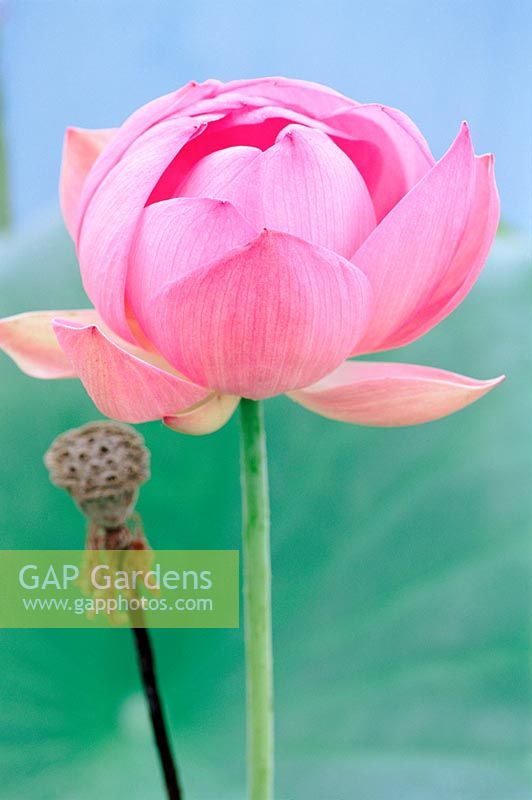 Nelumbo nucifera  - Lotus flower and seedpod