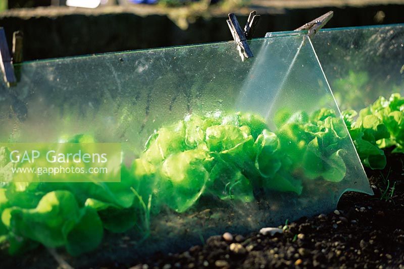 Make shift cloches made from panes of glass and pegs, protecting crop of fresh green lettuces