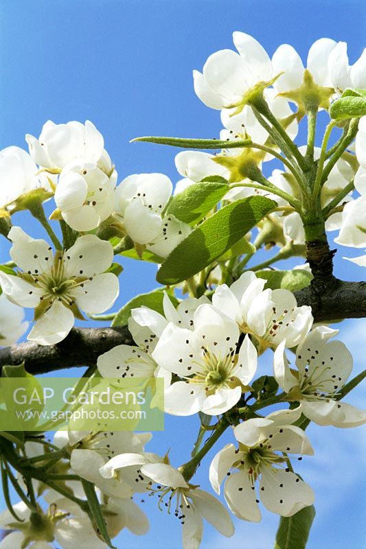 Pyrus 'Doyenne du comice' - Pear blossom in Spring