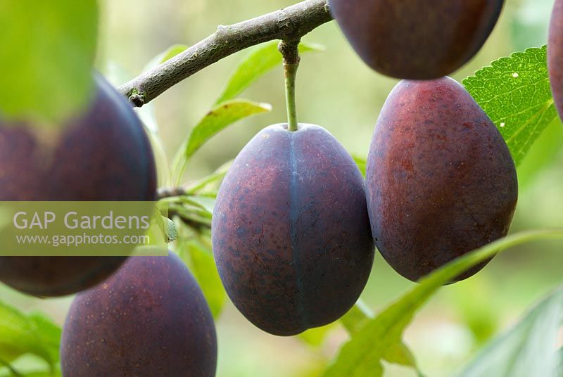 Fruit of plum - Prunus domestica 'Verity' 