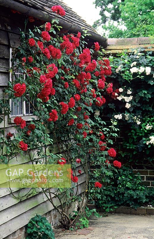 Rosa 'Paul's Scarlet Climber' trained on wall of out building - Towne Place, Sussex