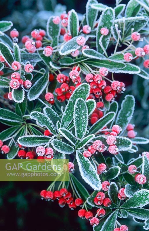 Pyracantha berries with frost