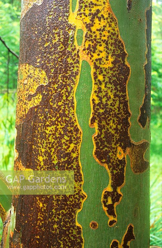 Eucalyptus glaucescens - Close up of bark