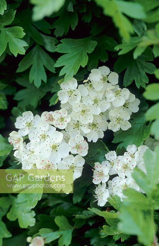 Crataegus monogyna - Close up of flowers in May