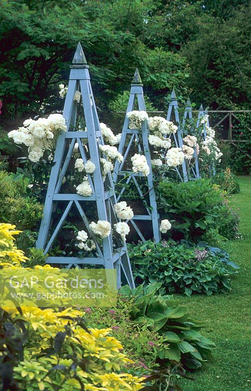 Rosa 'Iceberg' supported on blue trellis obelisks - Borde Hill Garden, Sussex