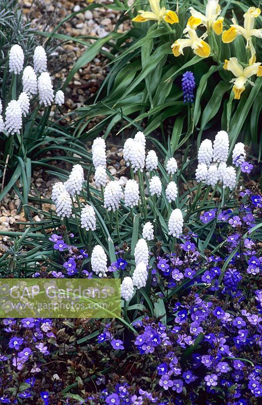 Muscari botryoides 'Album', Veronica peduncularis 'Georgia Blue' and Iris bucharica - Beth Chatto Gardens