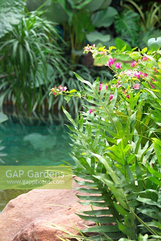 Swimming pool in tropical garden in Bangkok