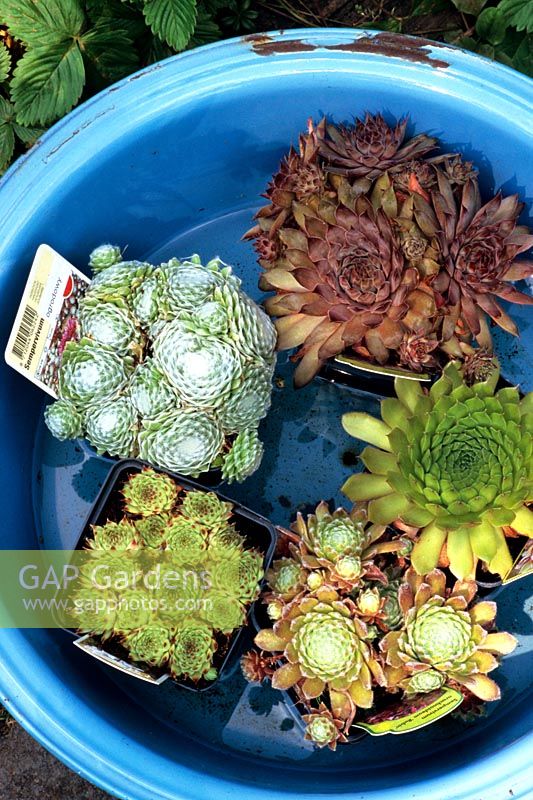 Newly purchased Sempervivums being allowed to soak up water in a bowl before being planted in a display container