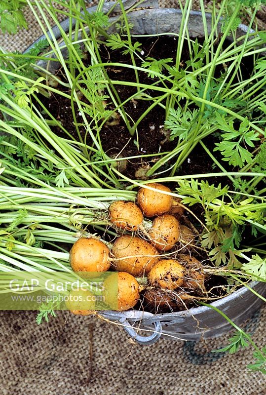 Stump rooted carrots 'Parmex' growing in an old bucket with the largest ones pulled for eating