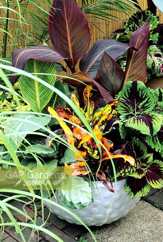Leafy, jungle style plants growing in a contemporory glazed pot - Canna 'Striata' and Tropicanna (rear), Coleus Kong Series, croton (Codiaeum) and Calathea 'Rosastar'