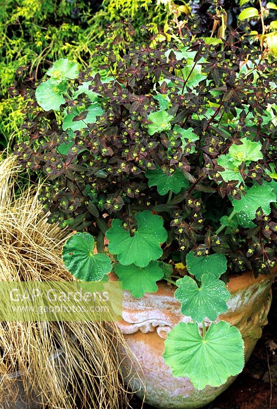 Simple combination of two self seeders in an ornate, terracotta pot - Alchemilla mollis with Euphorbia dulcis 'Chameleon' and Carex comans bronze alongside