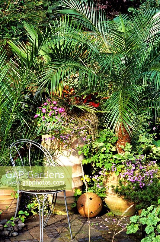 Chair under the canopy of container grown palms with Phoenix roebelenii - Pygmy date palm (largest canopy), Trachycarpus fortunei - Chusan palm and Phoenix dactylifera - Date palm, underplanted with trailing summer bedding, Echeveria and scented leaved Pelargoniums 