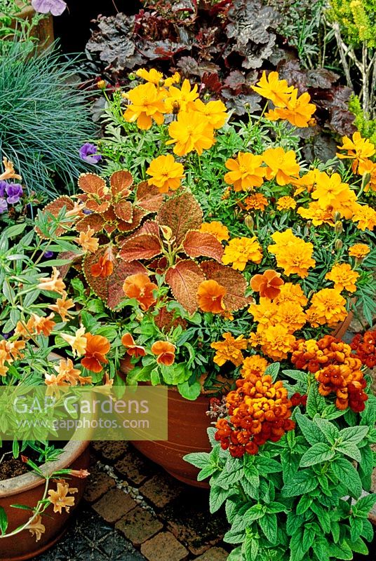 Hot, orange themed foliage and flowers in terracotta pots - Mimulus aurantiacus, Calceolaria 'Kentish Hero', Tagetes, Coleus (Solenostemon) and Cosmos 'Cosmic Orange'