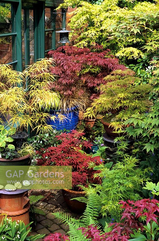 Spectacular Japanese maples growing in glazed containers, some raised up on old chimney pots - Acer palmatum 'Kinshi' (front chimney pot), Acer palmatum 'Atropurpureum', Acer palmatum 'Crimson Queen', Acer 'Osakazuki', Acer 'Green Globe', Acer 'Seiryu' and Acer 'Shindeshojo' 