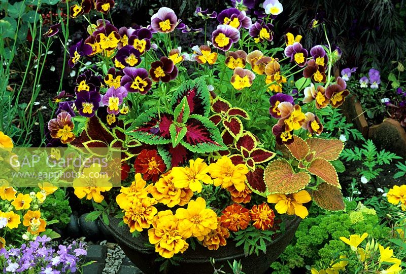 Bright summer colours in brown terracotta mud pot - Tagetes, Coleus (Solenostemon) and mixed Violas