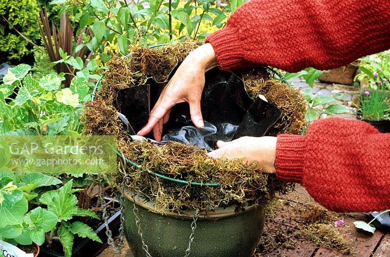 Hanging basket step by step. Step two - Place the basket on a heavy pot, line the sides with a generous layer of moss then add a circle of plastic cut from an old compost bag to reduce water loss. Stab a few holes in the base to allow water to drain away
