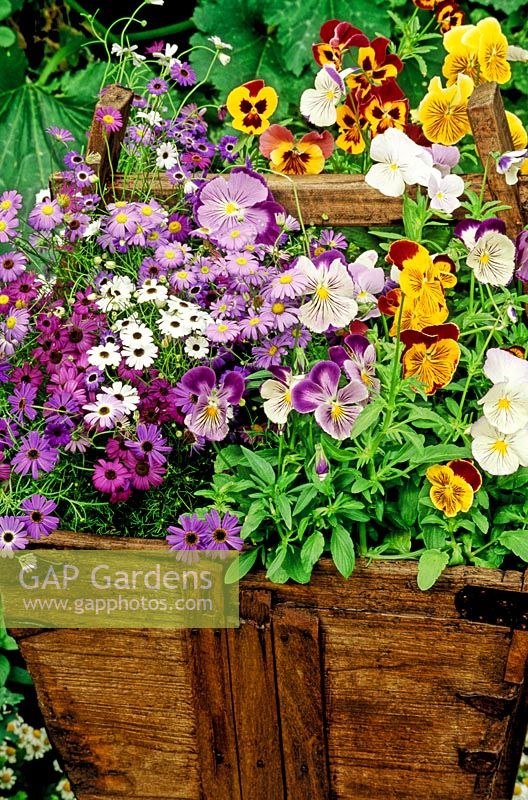 Bright and breezy summer annuals growing in a much repaired recycled wooden rice basket from China - Brachycome 'Bravo Mixed' with pansies, some with whiskery faces