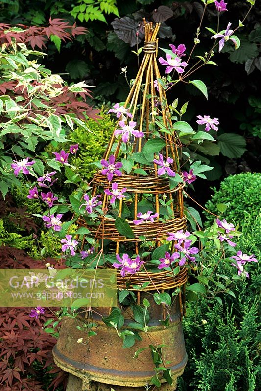 Clematis 'Arabella' growing in an old Victorian chimney pot fitted with a small willow wigwam to give it support