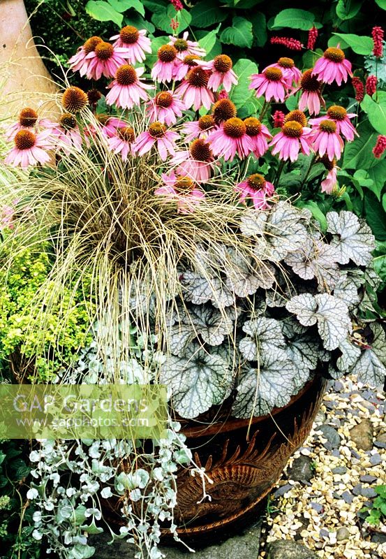 Trendy perennials for late summer arranged in a slip sculptured Chinese Dragon pot - Echinacea 'Kim's Knee High' with Carex comans 'Bronze', Heuchera 'Silver Scrolls', Dichondra 'Silver Falls' trailing over the pot rim and Thymus