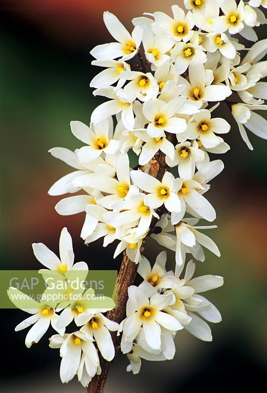 Abeliophyllum distichum - late winter flowering