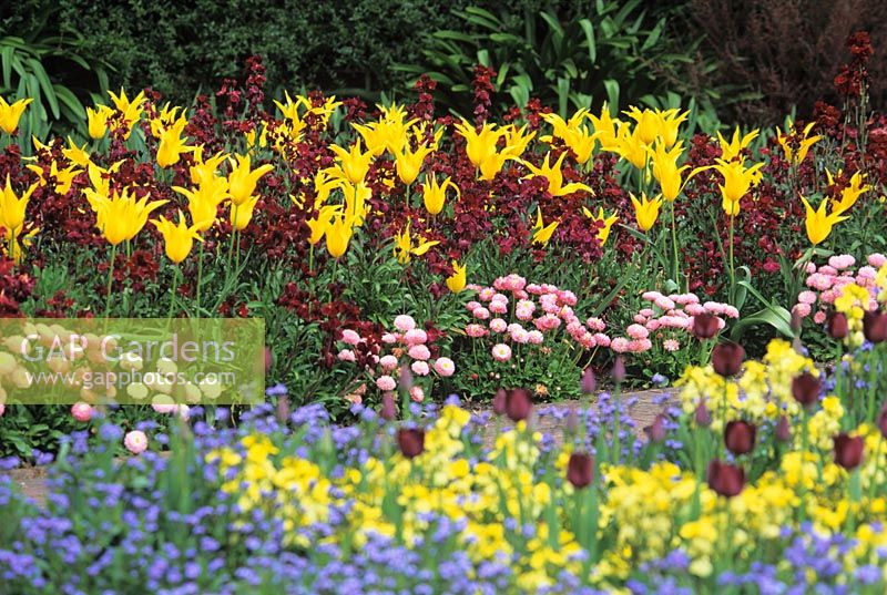 Tulipa 'Westpoint' and Erysimum - RHS Wisley Garden