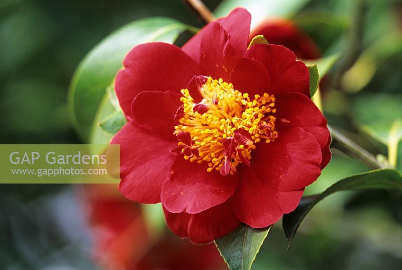 Camellia japonica 'Goshoguruma'