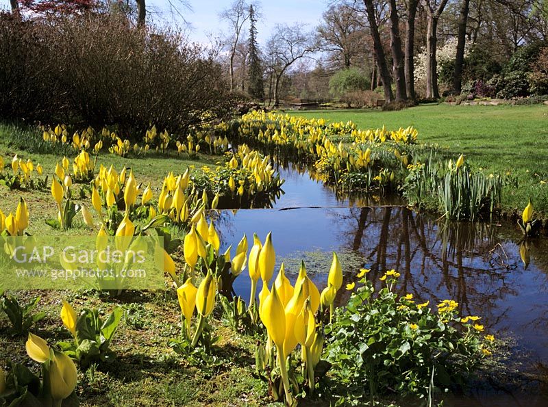 Lysichiton americanus naturalised along stream - Savill Gardens, Windsor Buckinghamshire