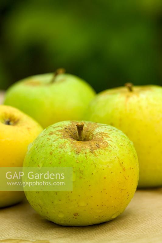 Malus 'Greensleeves' - Apples 