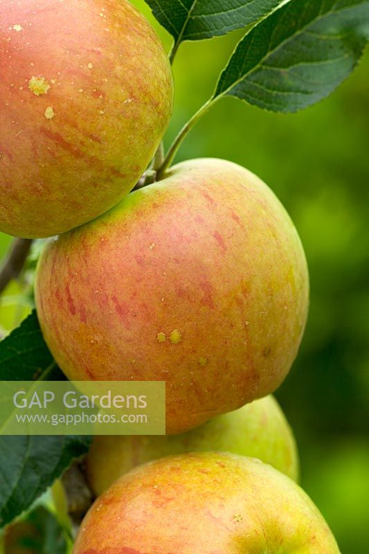 Malus 'Cox's Orange Pippin' - Apples 