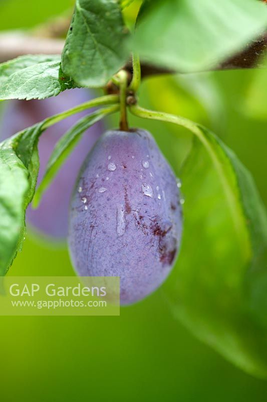Prunus domestica 'Purple Pershore' - Plums 