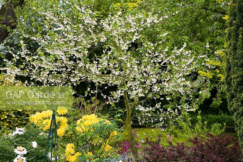 Halesia carolina syn. H. tetraptera in blossom - Snowdrop tree, Silver bell