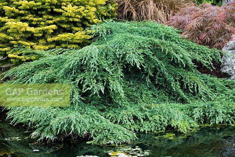 Juniperus squamata 'Blue Carpet' - Flaky juniper spreading on the edge of the pond